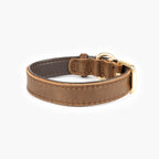 Brown leather dog collar on a white background
