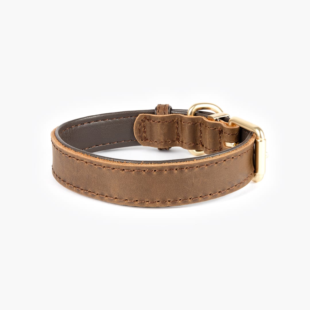 Brown leather dog collar on a white background