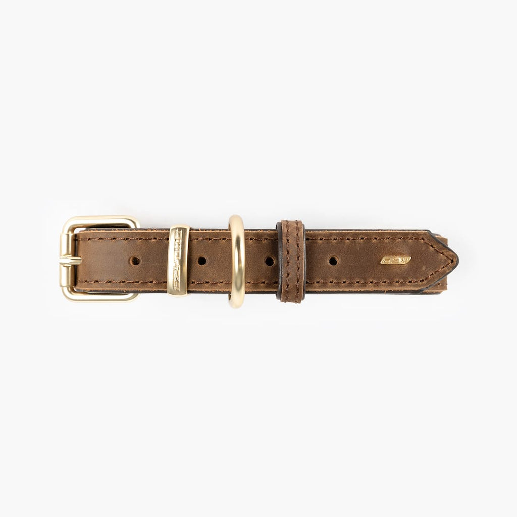 Brown leather dog collar with brass buckle on a white background