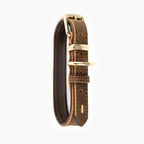 Brown leather dog collar with gold hardware on a white background