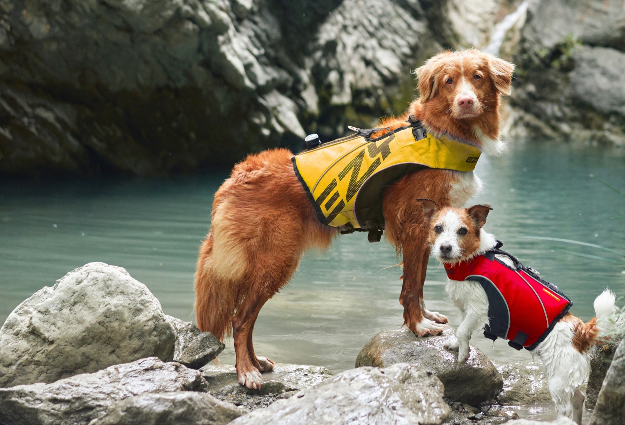 Two dogs wearing life jackets on a rocky shoreline with water in the background.