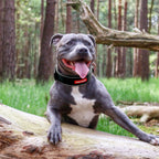 Dog wearing a collar with a forest background