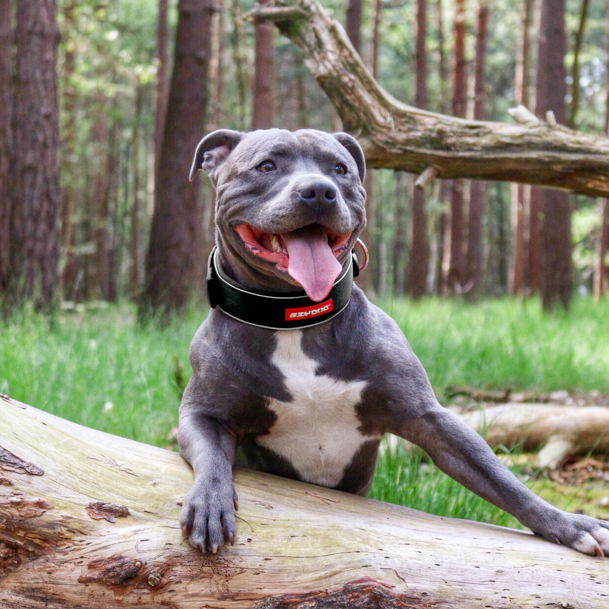 Dog wearing a collar with a forest background
