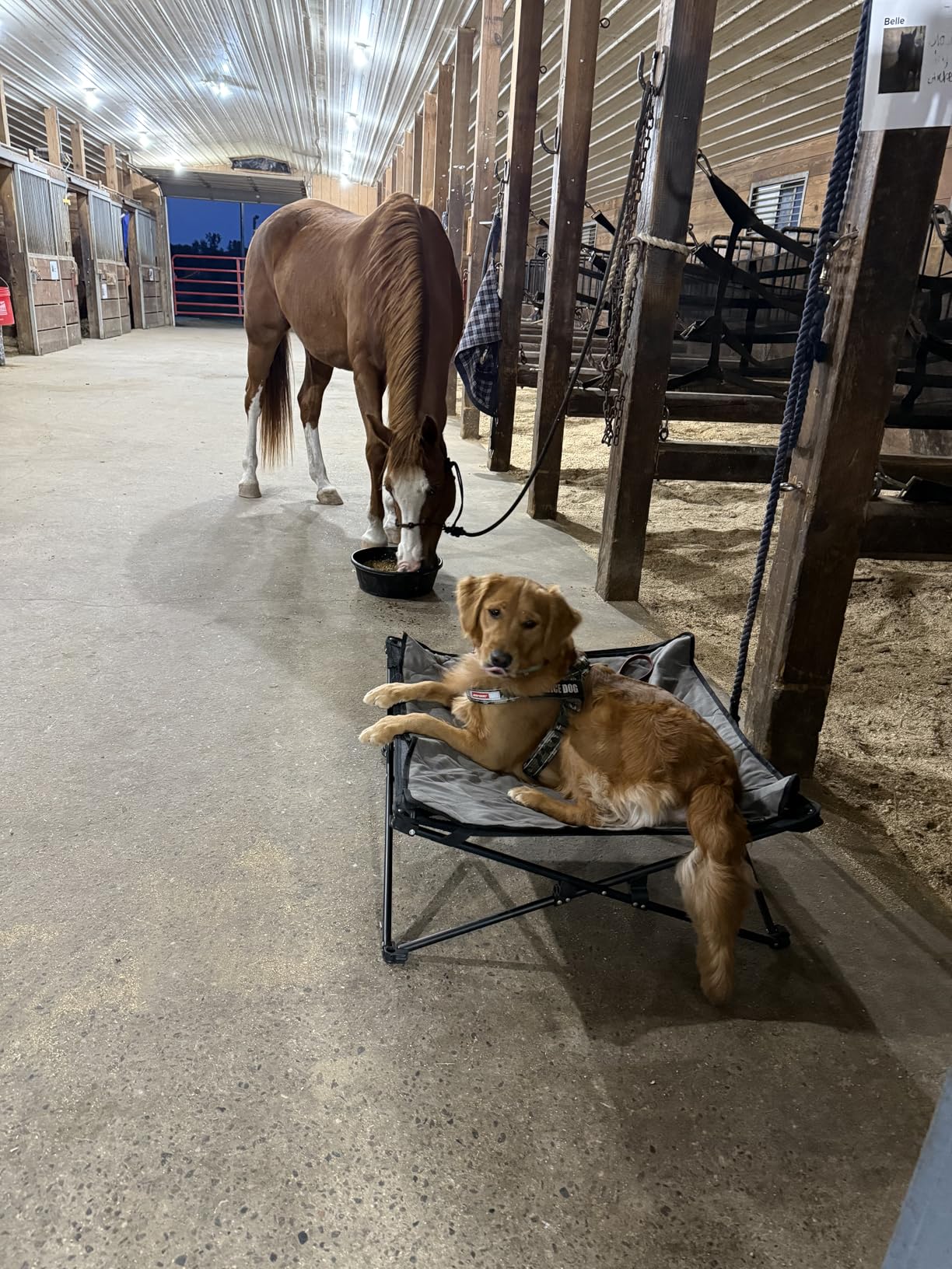 Dog lying on a small chair in a stable with a horse in the background