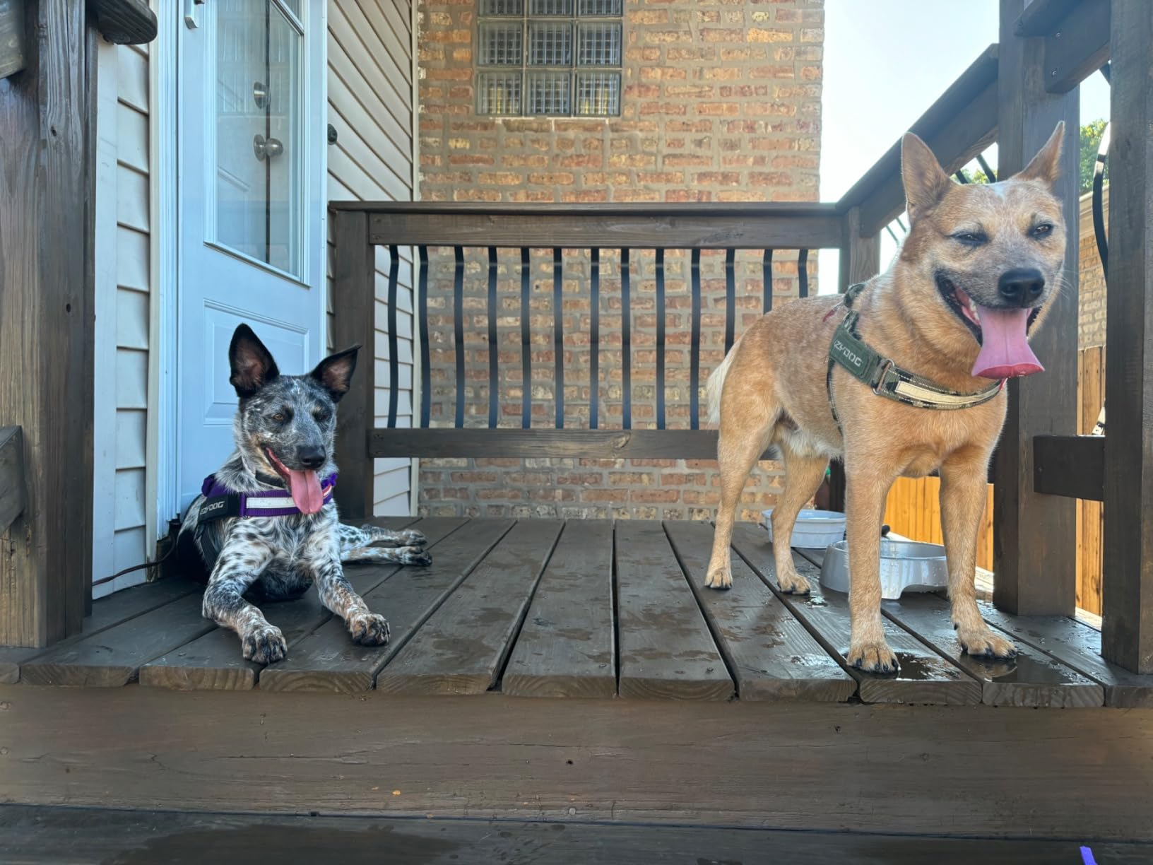 Two dogs on a wooden deck with a house in the background