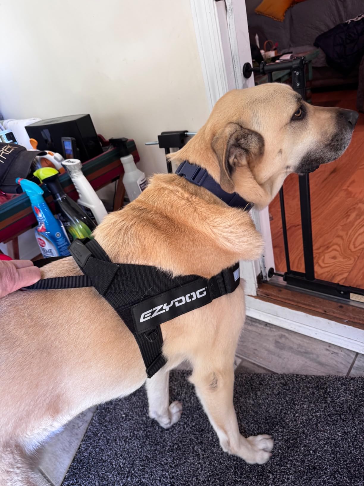 Dog wearing an EzyDog harness in a home setting