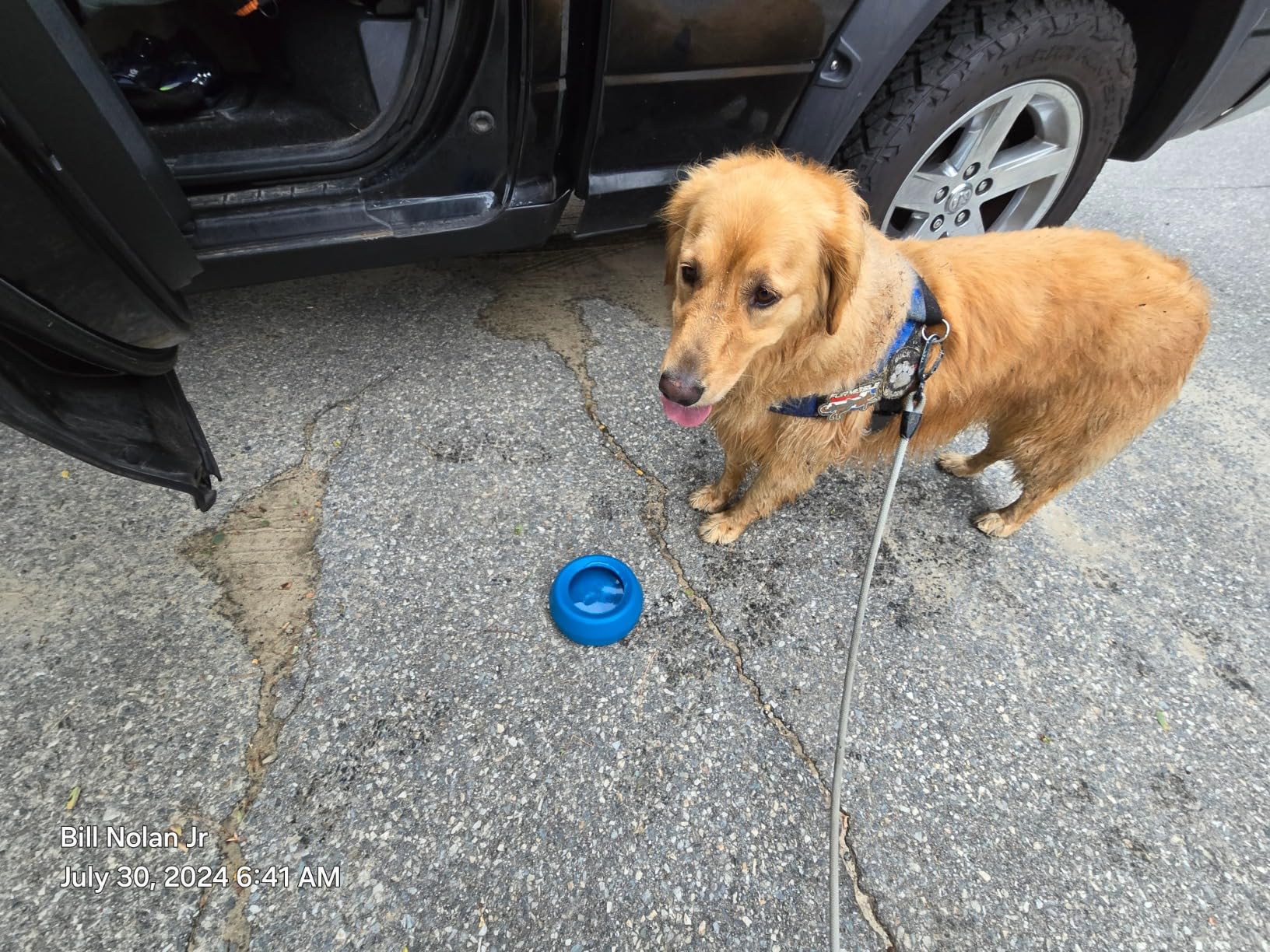 Dog standing on a street next to an open car door with a blue cap on the ground.