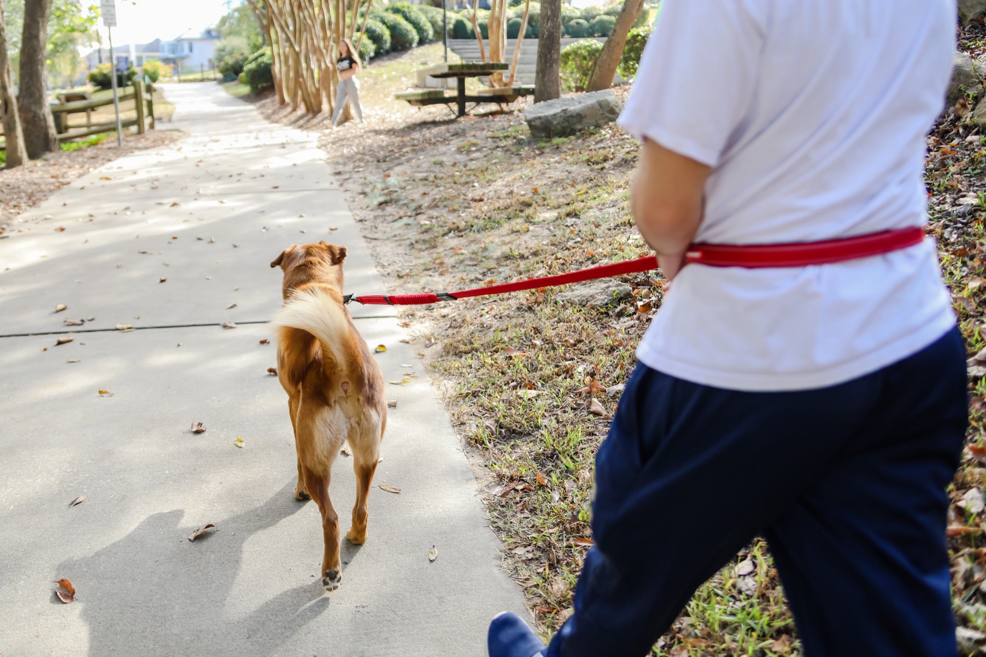 Person walking a dog on a leash in a park