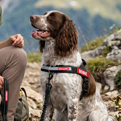 A brown and white dog wearing a black dog harness with red 'BODIE' and 'REV-ON-HOT' labels, sitting outdoors on a rocky mountain path next to a person.