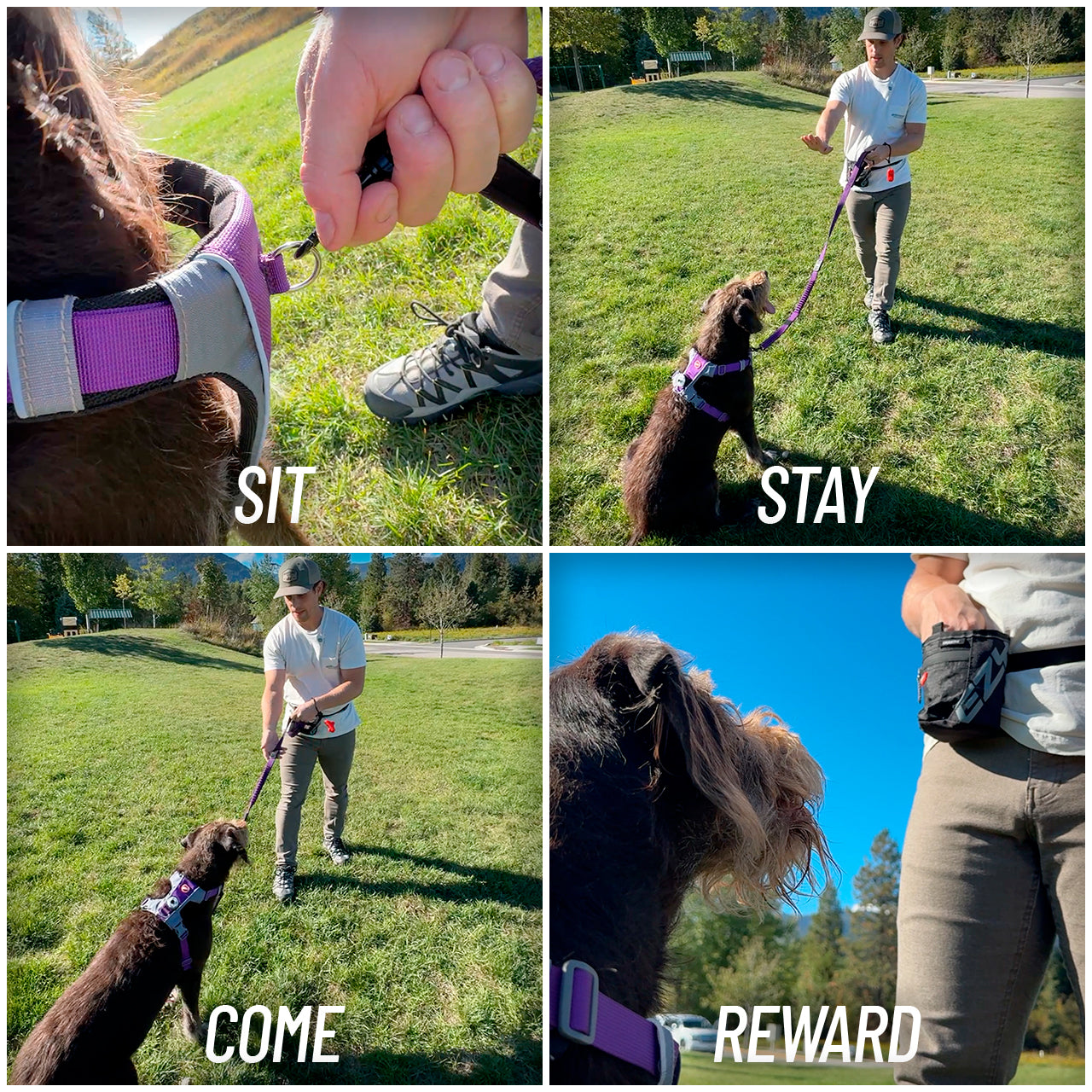 Dog Training Kit – Sit Stay Come | EzyDog X-Link & Zero Shock