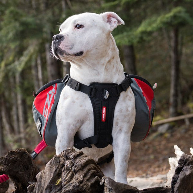 Summit Dog™ Backpack