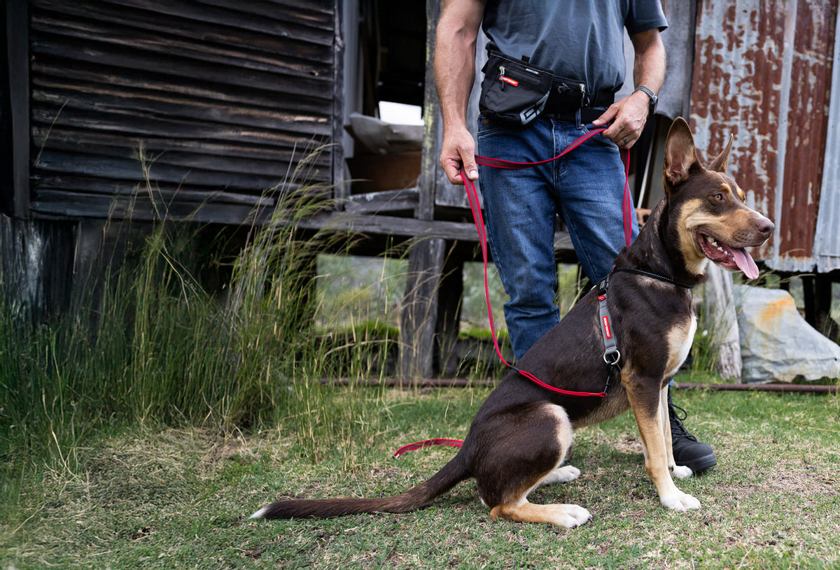 Person walking a dog on a leash in an outdoor setting with a rustic background