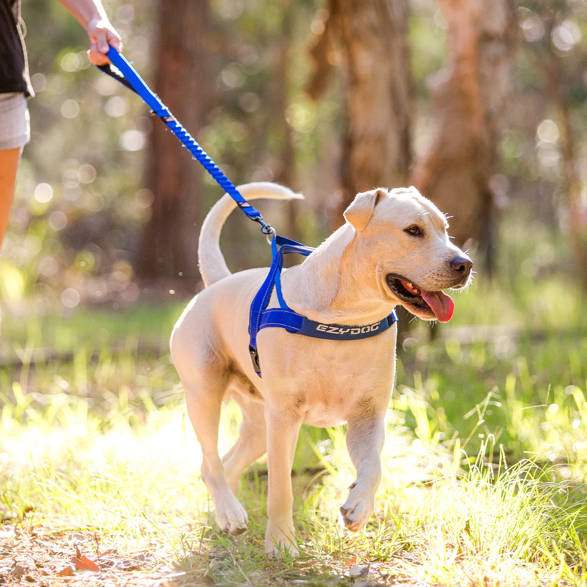 Dog on a leash in a park with a blurred background