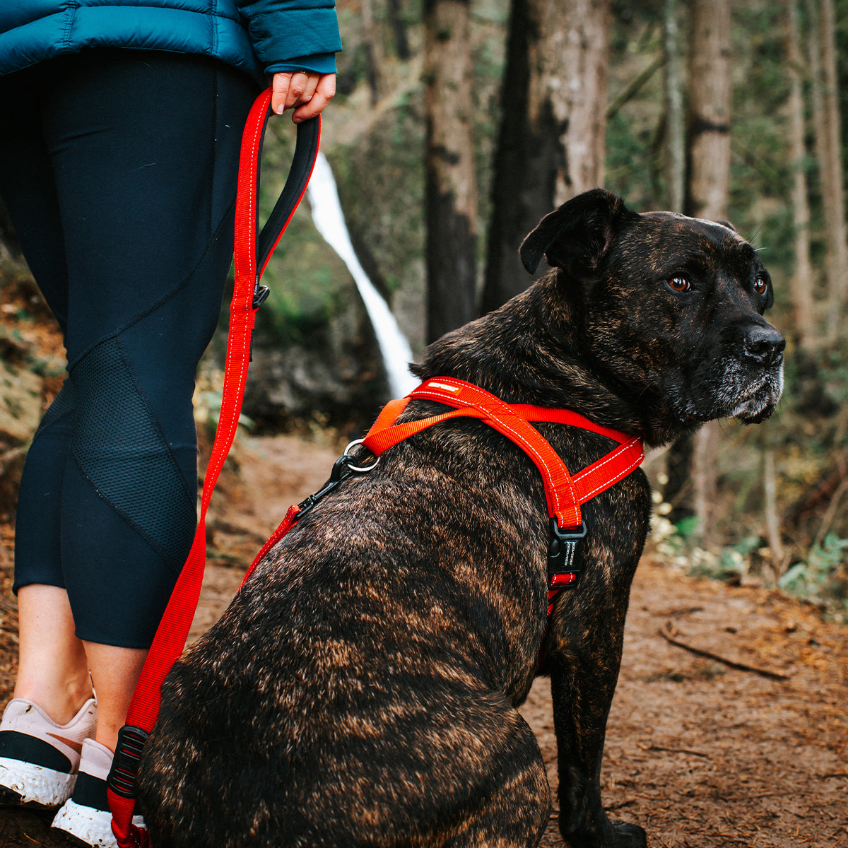 Dog on a red harness and leash with a person in a blue jacket walking through a forest.
