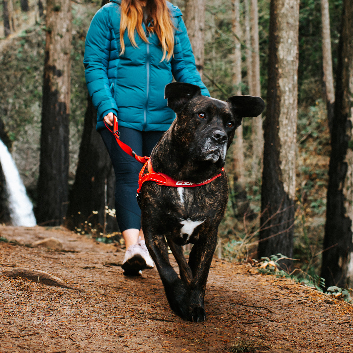 Walking Bundle