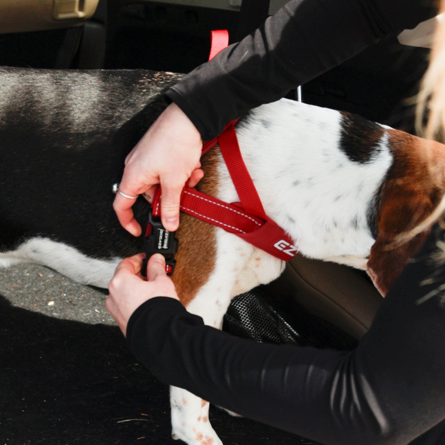 Person adjusting a red dog harness on a black and white dog inside a vehicle.
