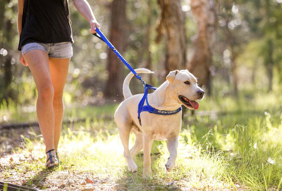 Dog on a leash being walked by a person in a park