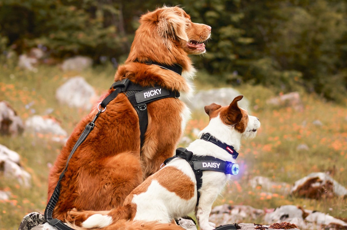 Two dogs, Ricky and Daisy, sitting on a rock in a natural setting with trees and grass.