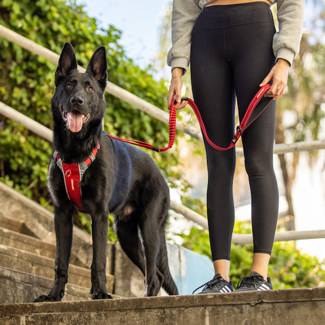 X-Link™ Dog Harness