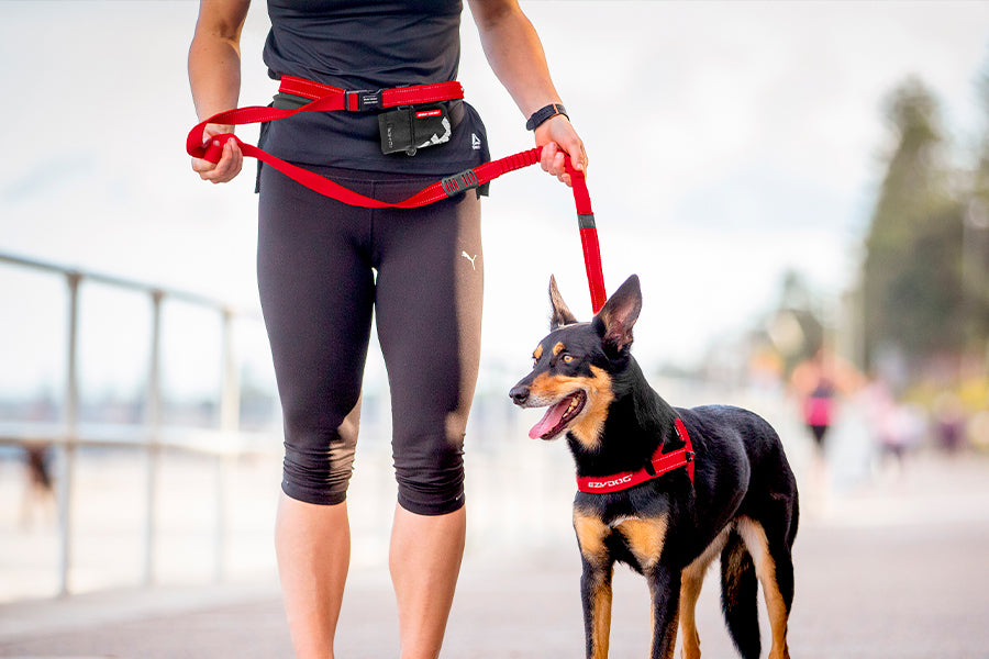 Person walking a dog on a leash with a blurred background