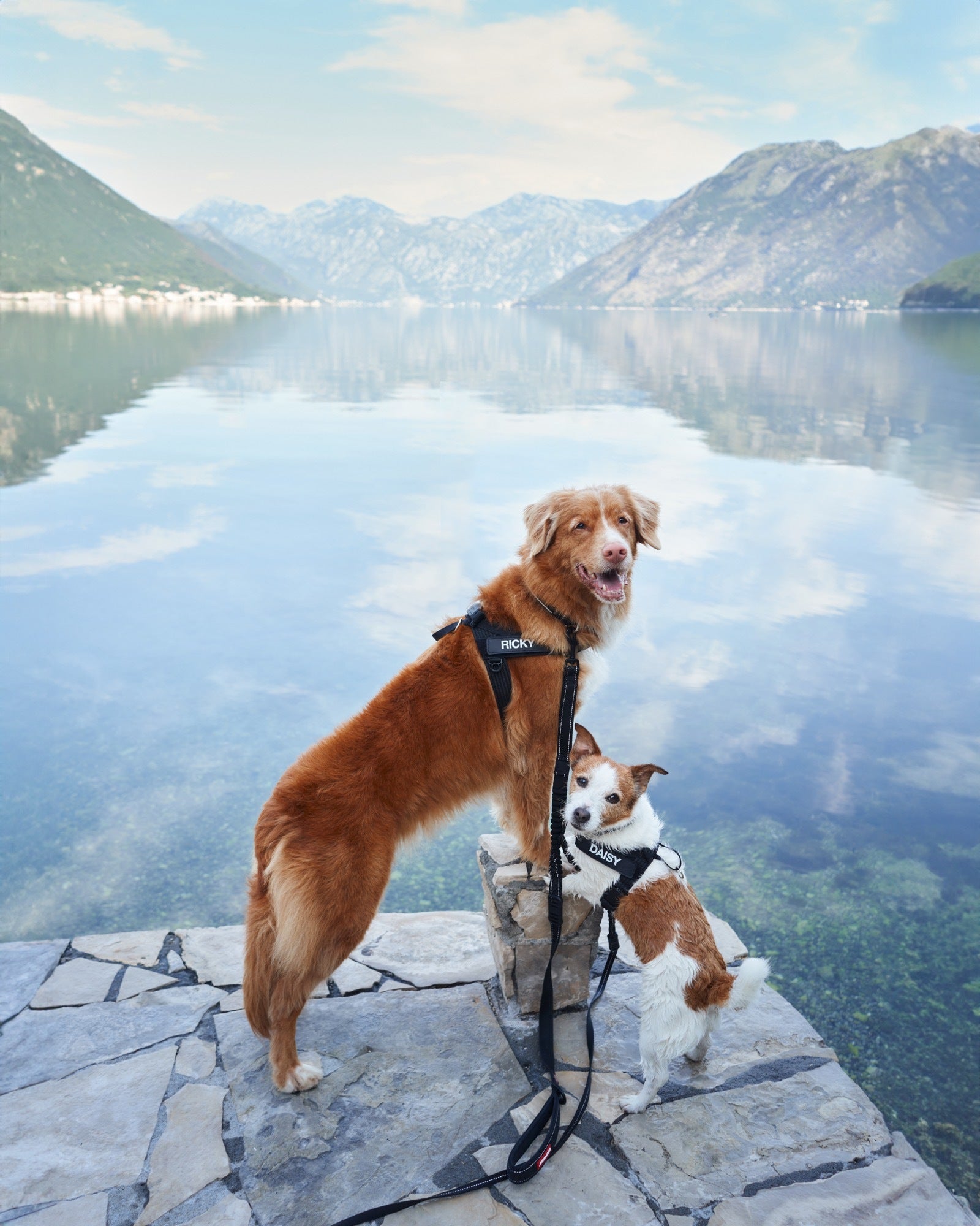 Two dogs standing on a stone ledge overlooking a lake with mountains in the background