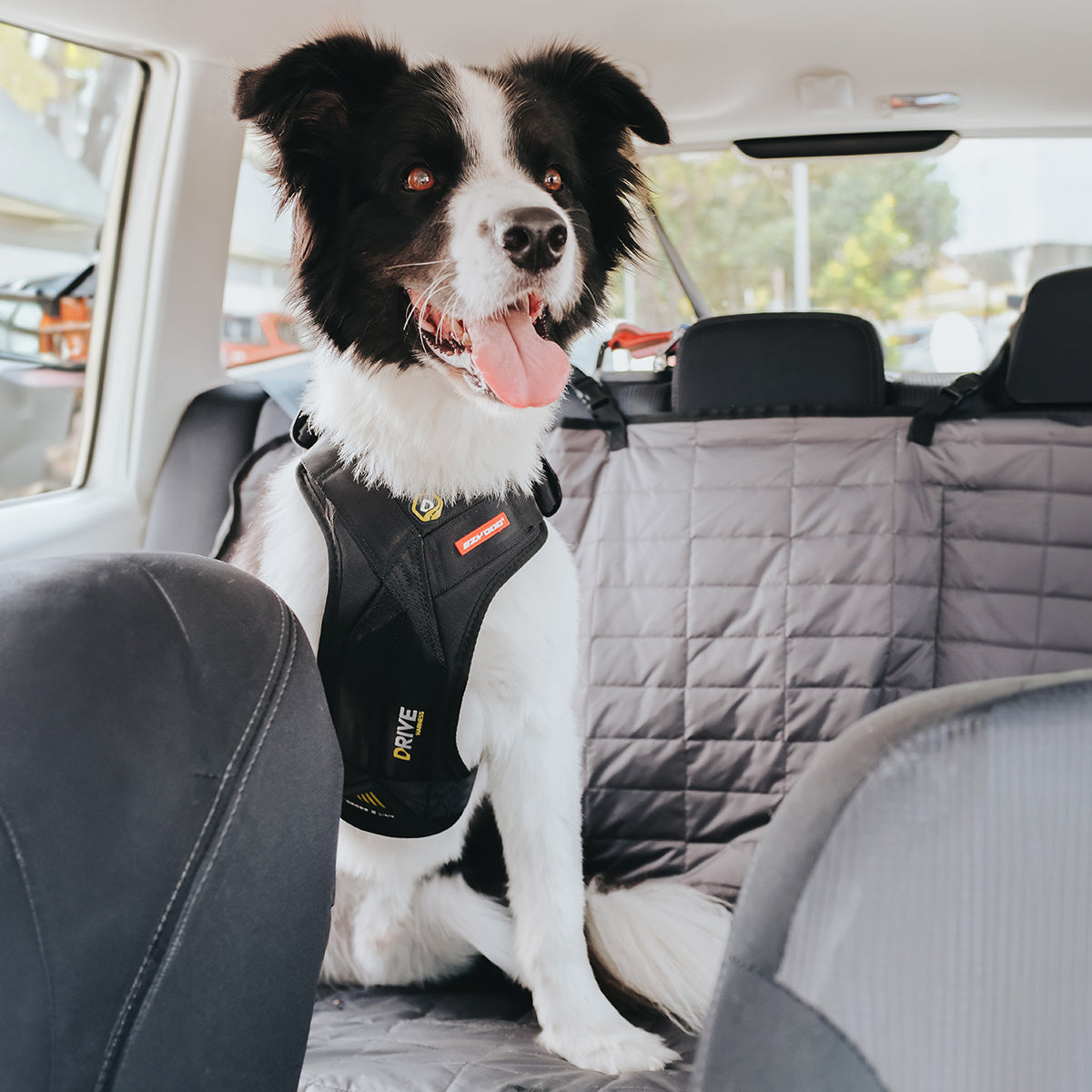 Border Collie in Car Wearing EzyDog Drive Harness – Comfortable & Crash-Tested Dog Car Restraint