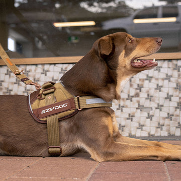 Convert™ Dog Harness