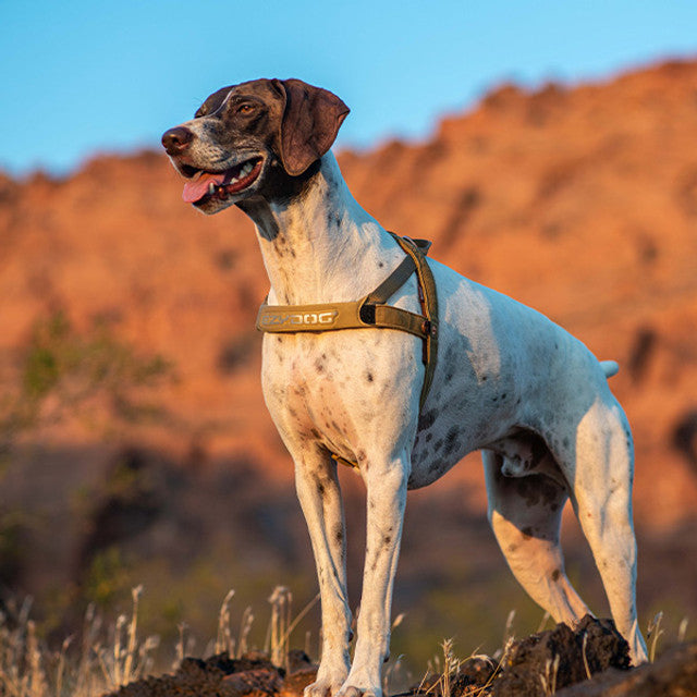 Corduroy - Quick Fit™ Harness