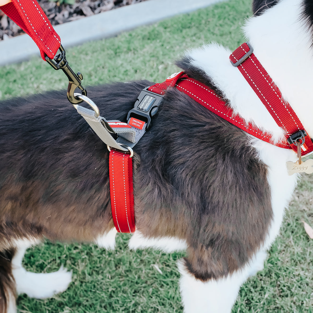 Dog wearing a red harness and leash on grass