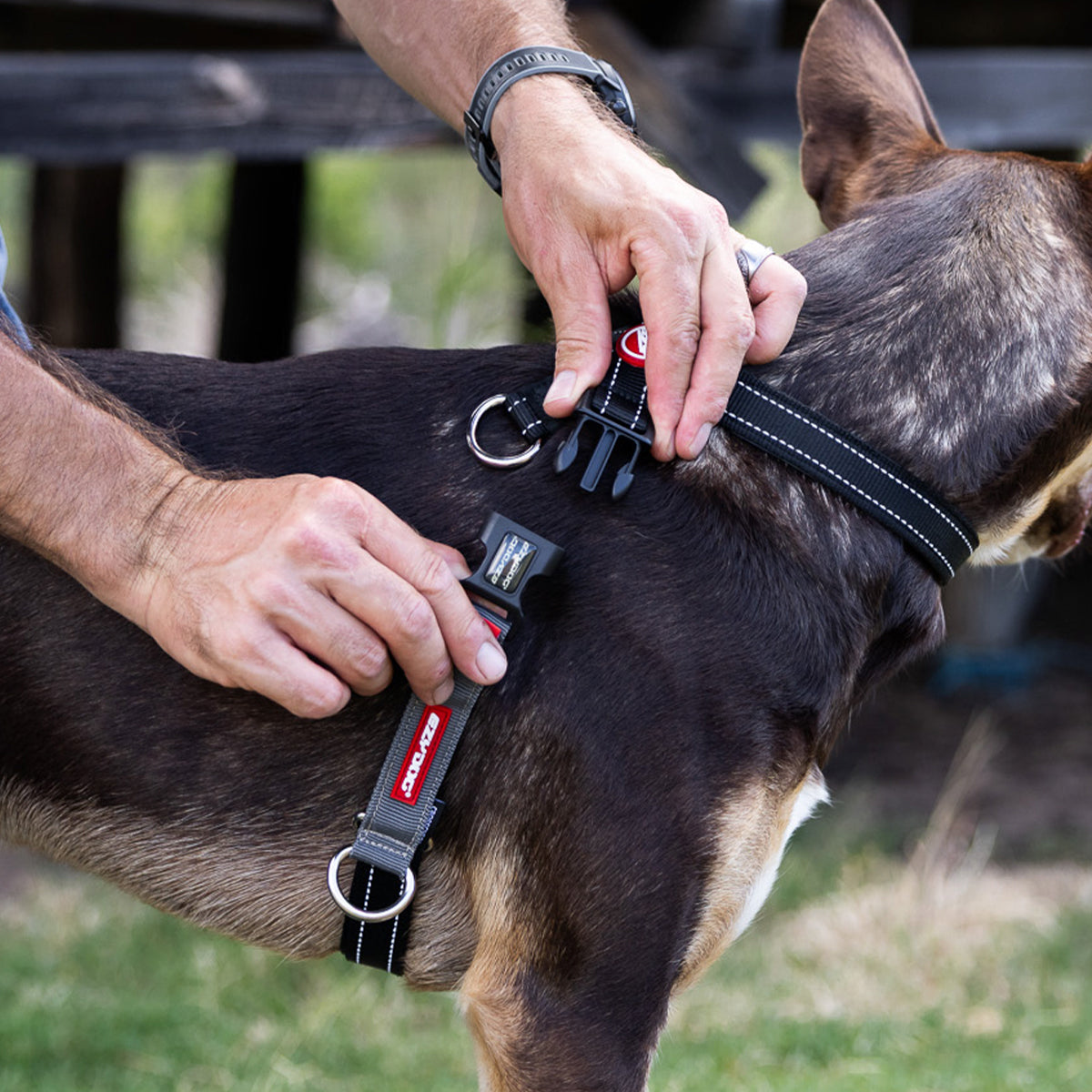 Person adjusting a dog harness on a black and brown dog outdoors.