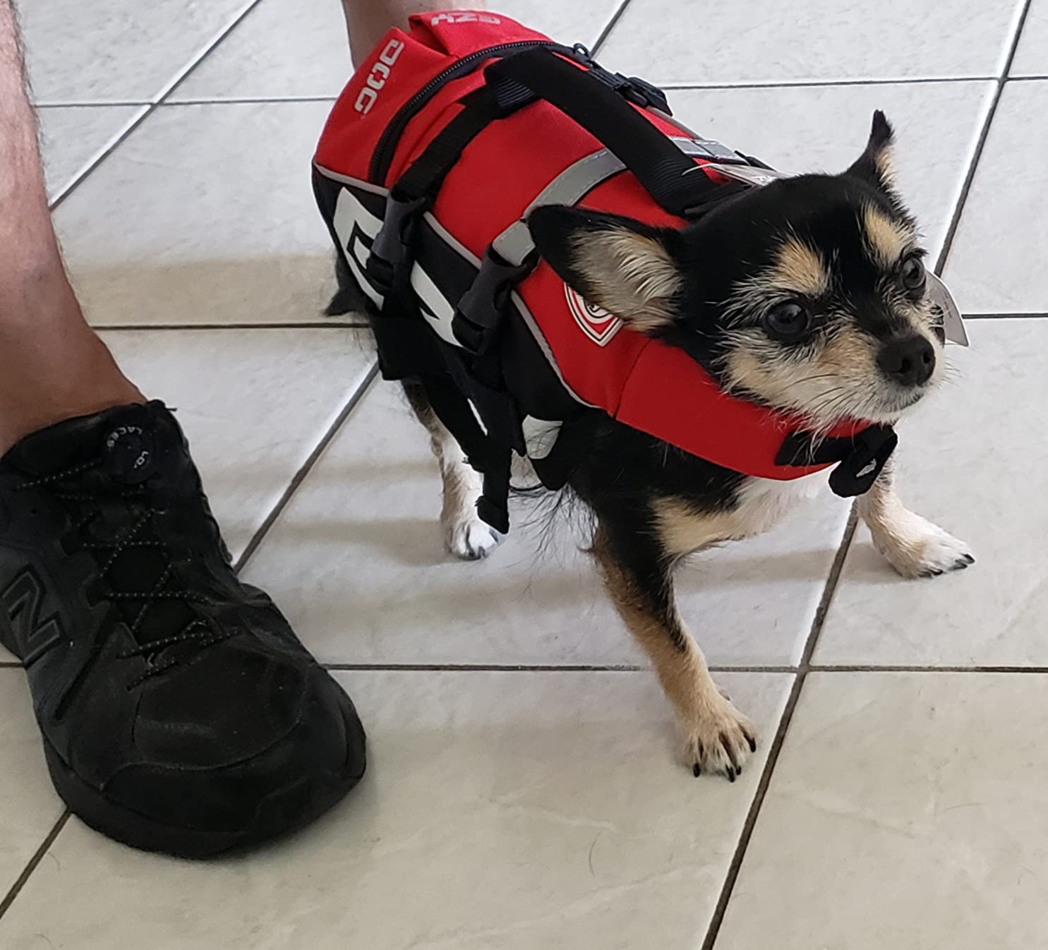 Small dog wearing a red life jacket standing on a tiled floor next to a person's foot.