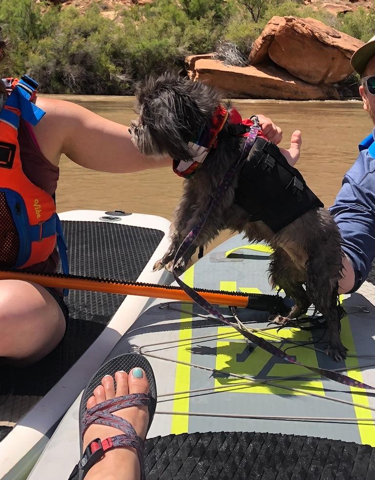 Dog on a surfboard with people and a scenic background