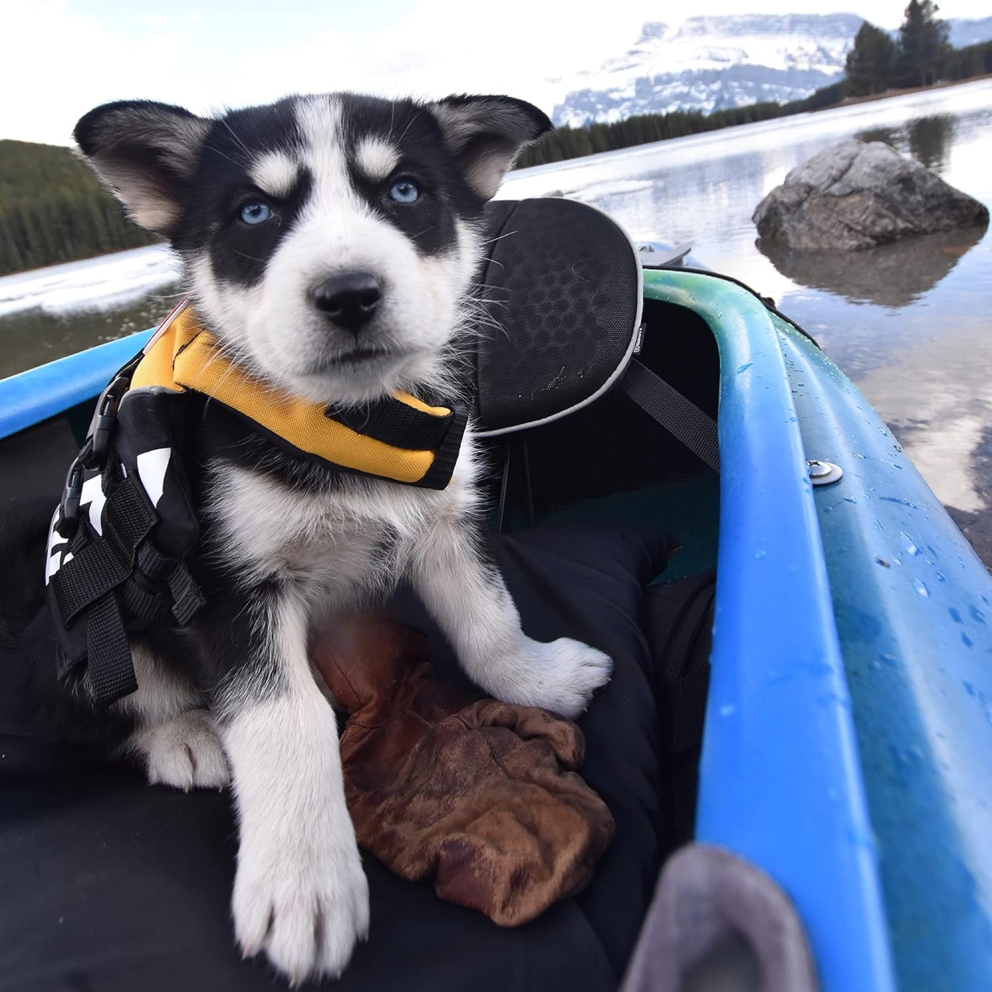Dog in a kayak with a life vest on a lake