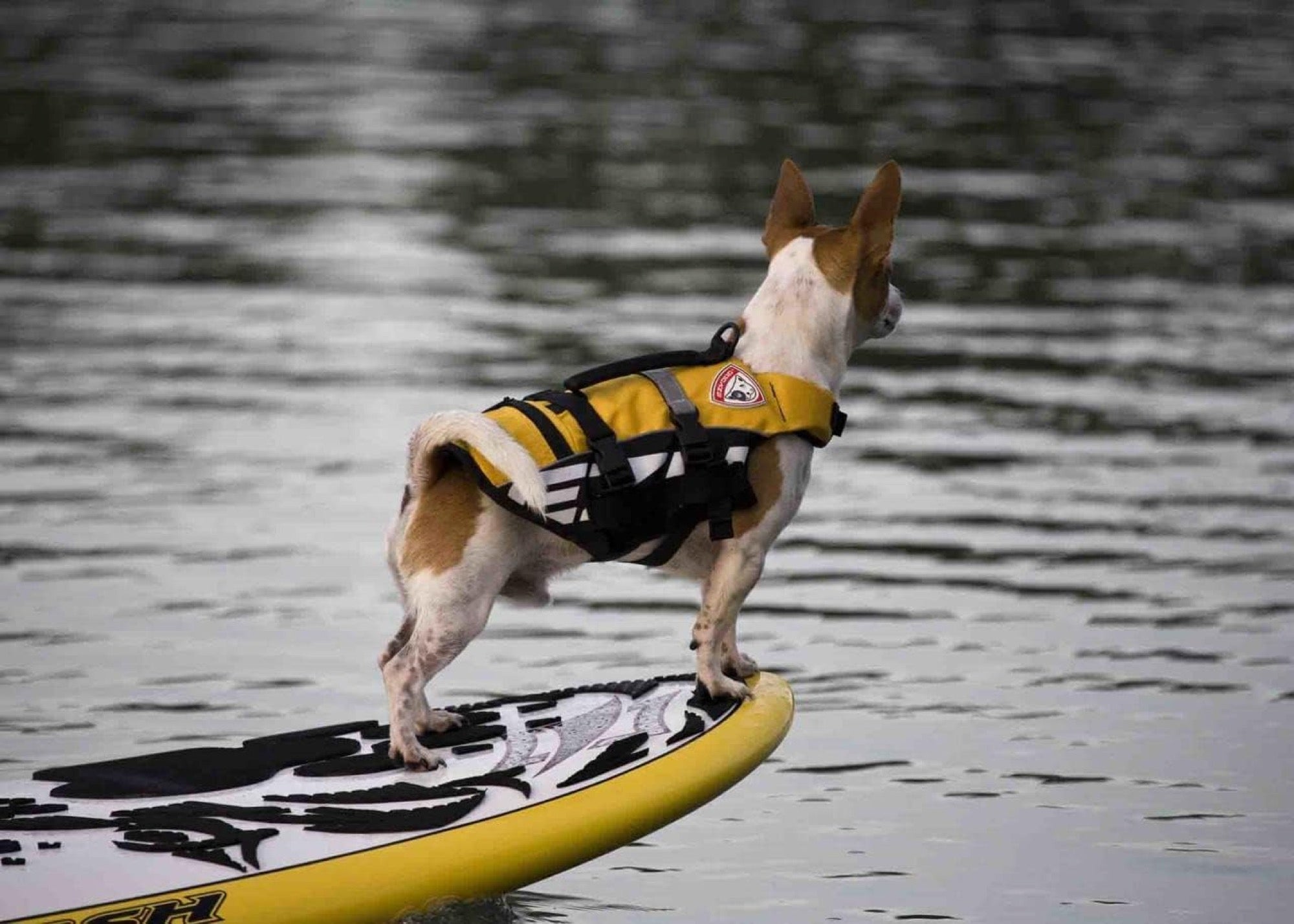 Dog wearing a life jacket standing on a paddleboard over water