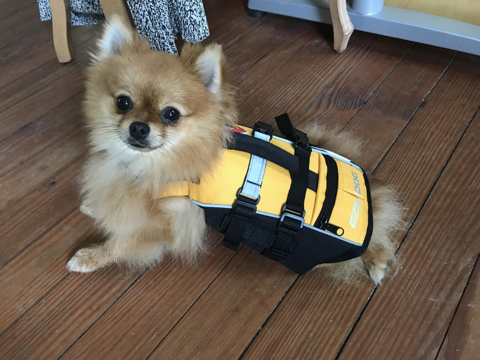Small dog wearing a yellow life jacket on a wooden floor 