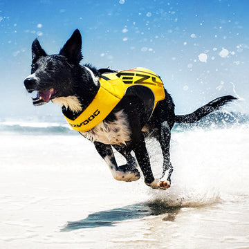 Dog Life Jackets Our Latest Swim Vest for Dogs
