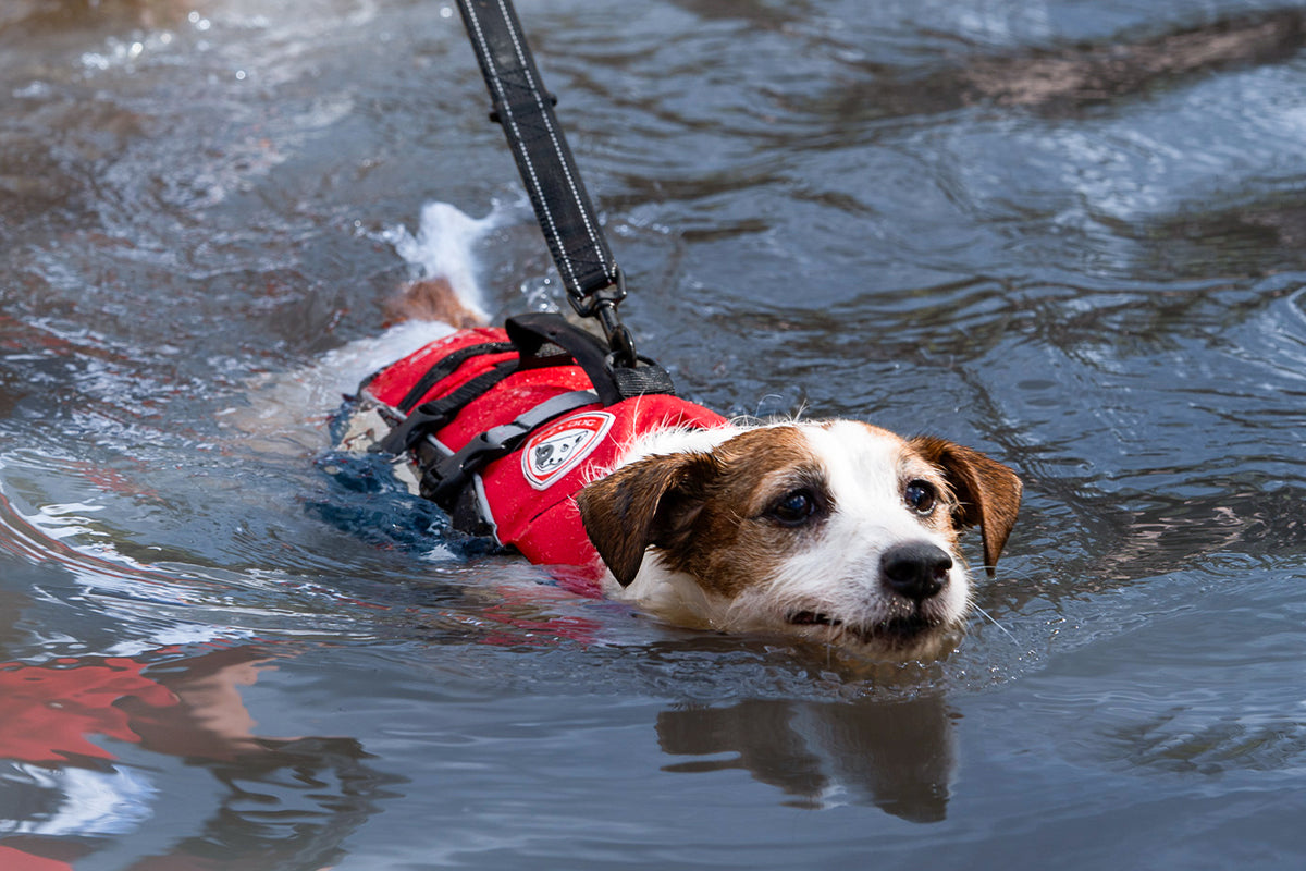 A dog is learning how to swim in the river with a life jacket.