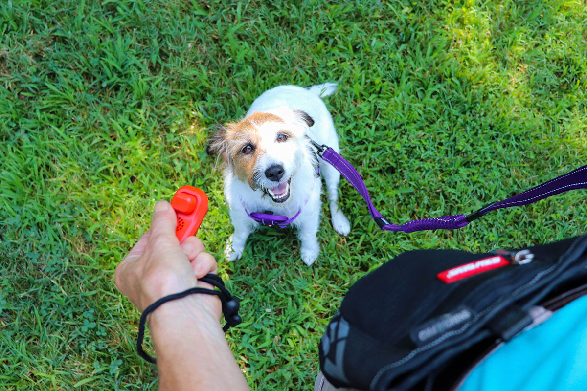 Dog on a leash with a person holding a red object in a grassy area