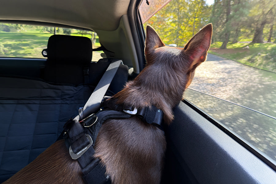 Dog in a car wearing a harness, looking out the window with a blurred natural background