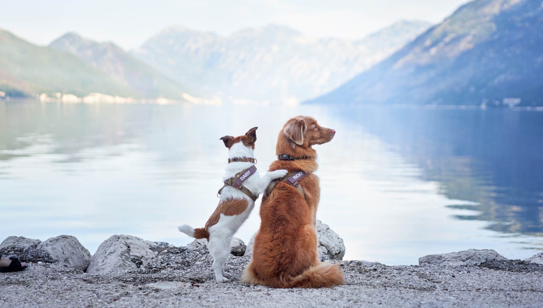 Two dogs sitting on a rocky shore facing a mountain lake.
