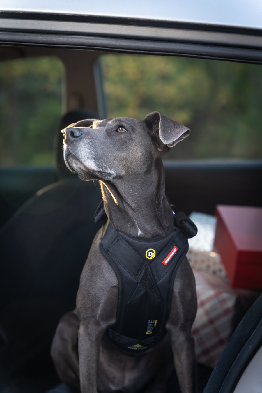 Dog wearing a harness sitting inside a vehicle with a blurred background