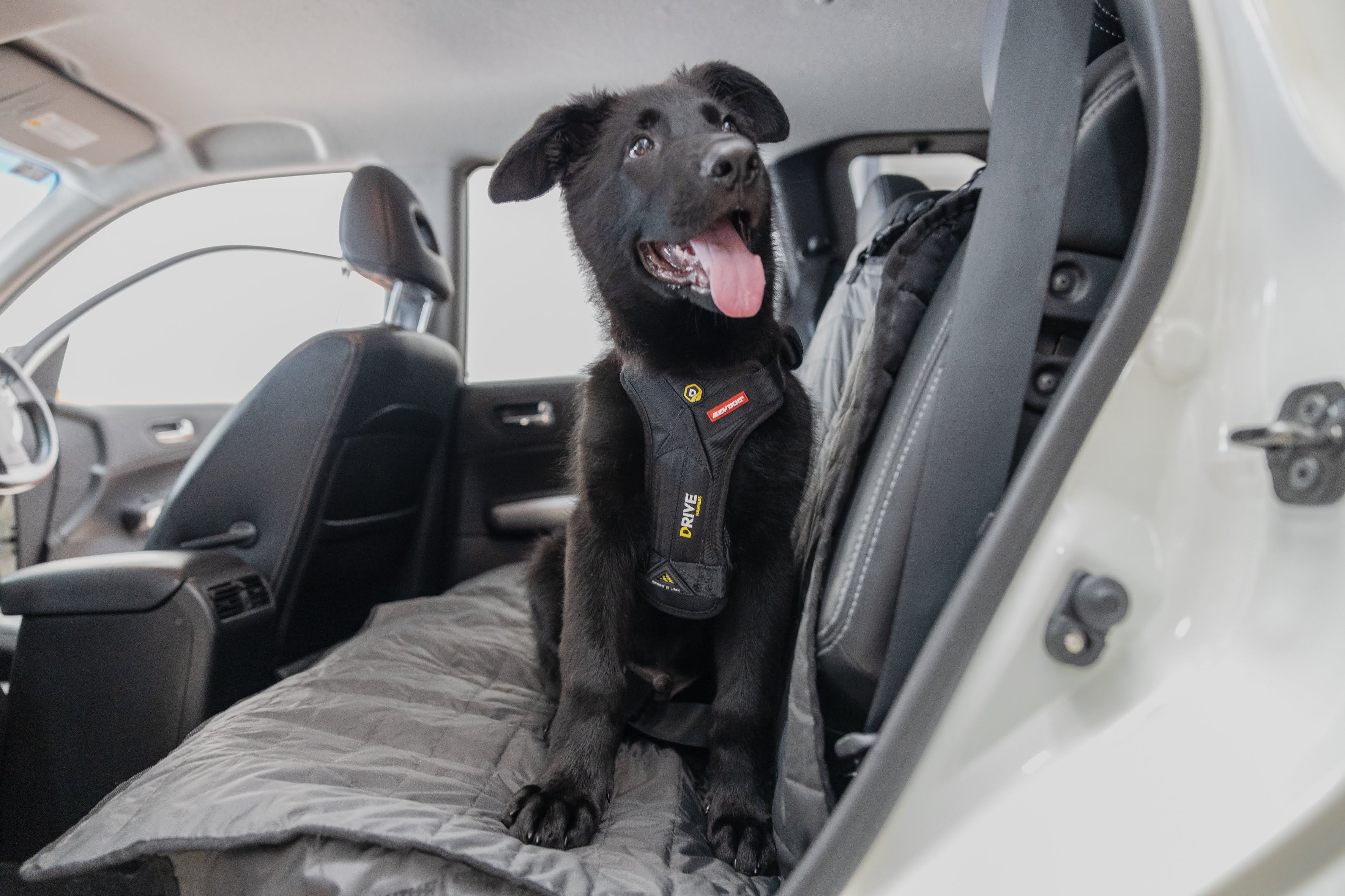 Black dog sitting in a car with a pet seat cover on a gray blanket