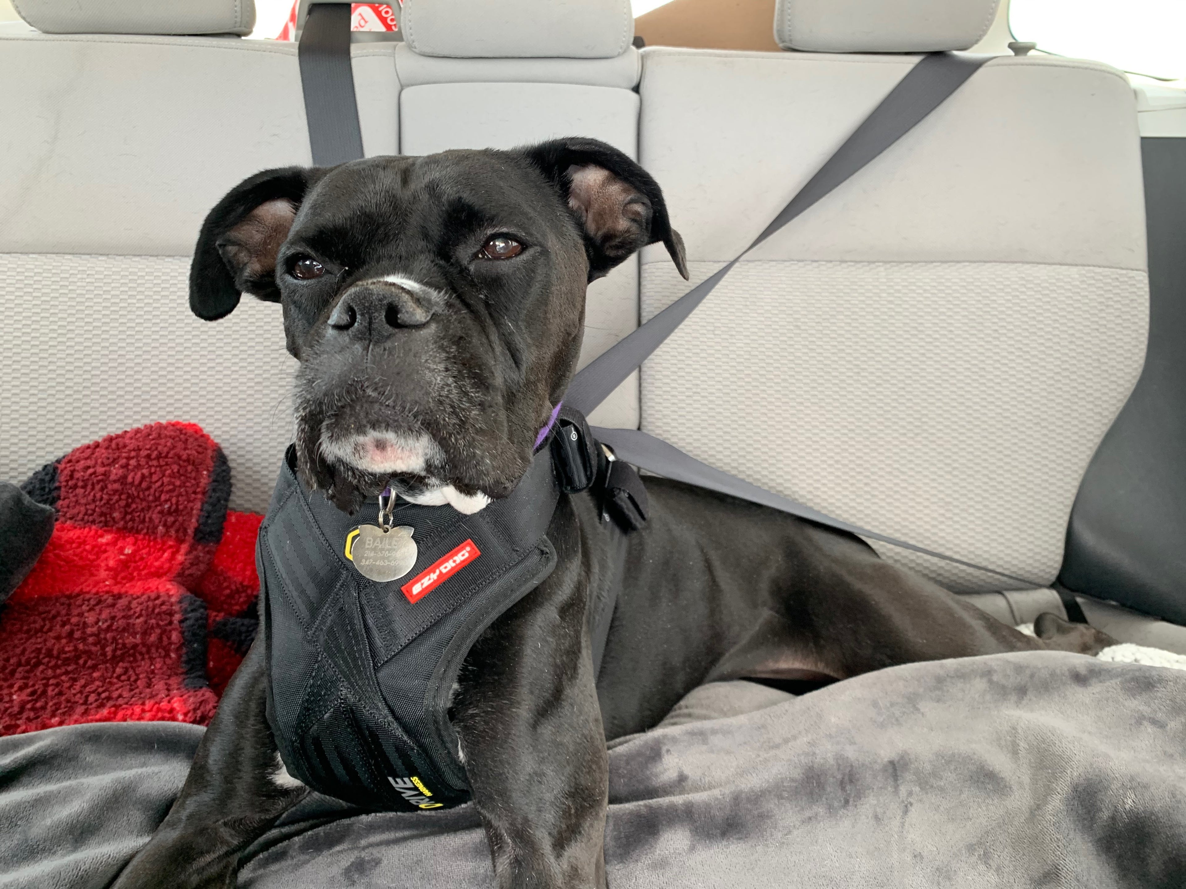Dog wearing a harness sitting in a car seat with a visible brand logo.