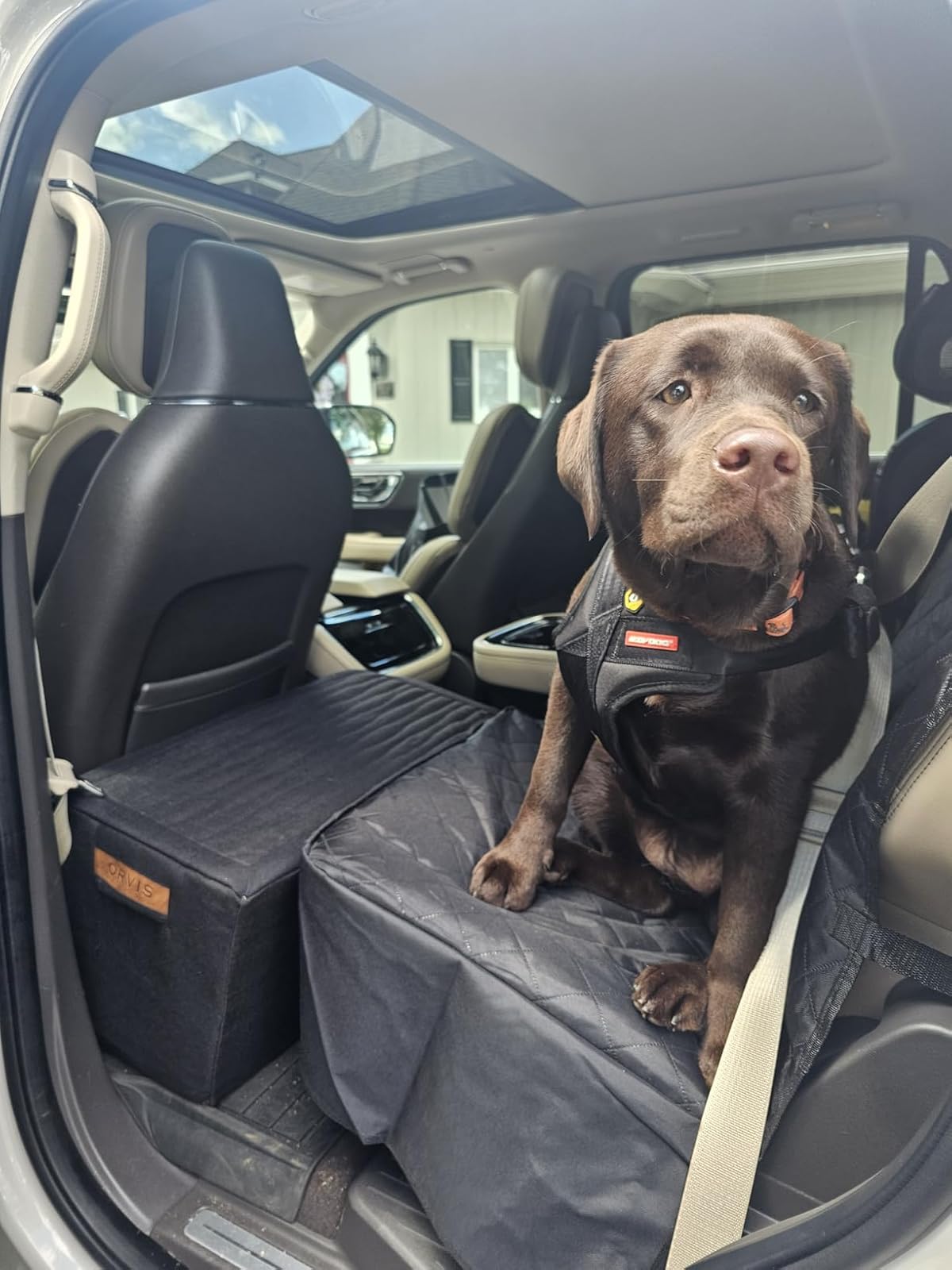 Dog sitting on a car seat cover in a vehicle