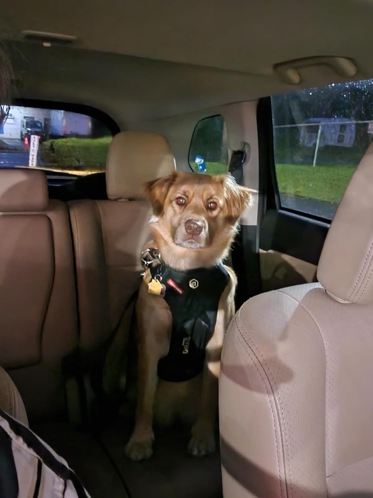 Dog sitting in a car wearing a harness with a visible brand logo.