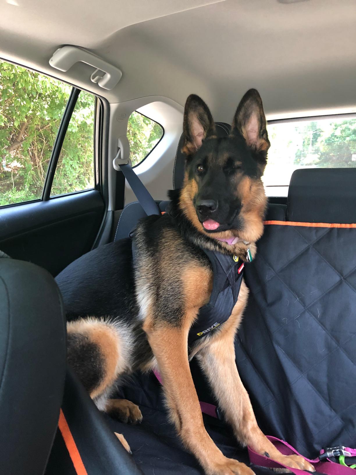 Dog sitting in a car seat with a harness, looking out the window.