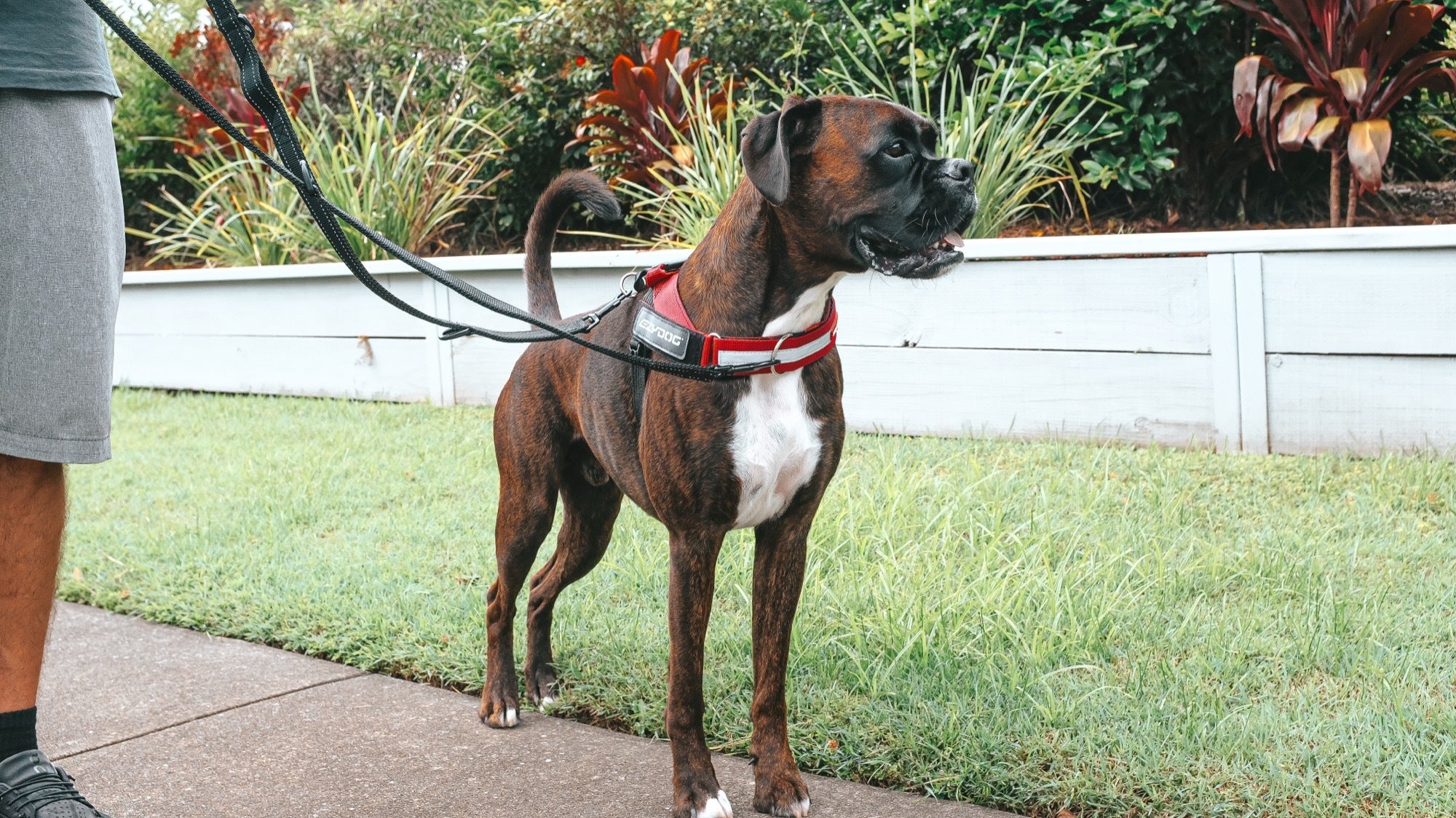 Dog on a leash standing on a sidewalk with grass and plants in the background