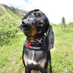 ezydog id tag on double up collar