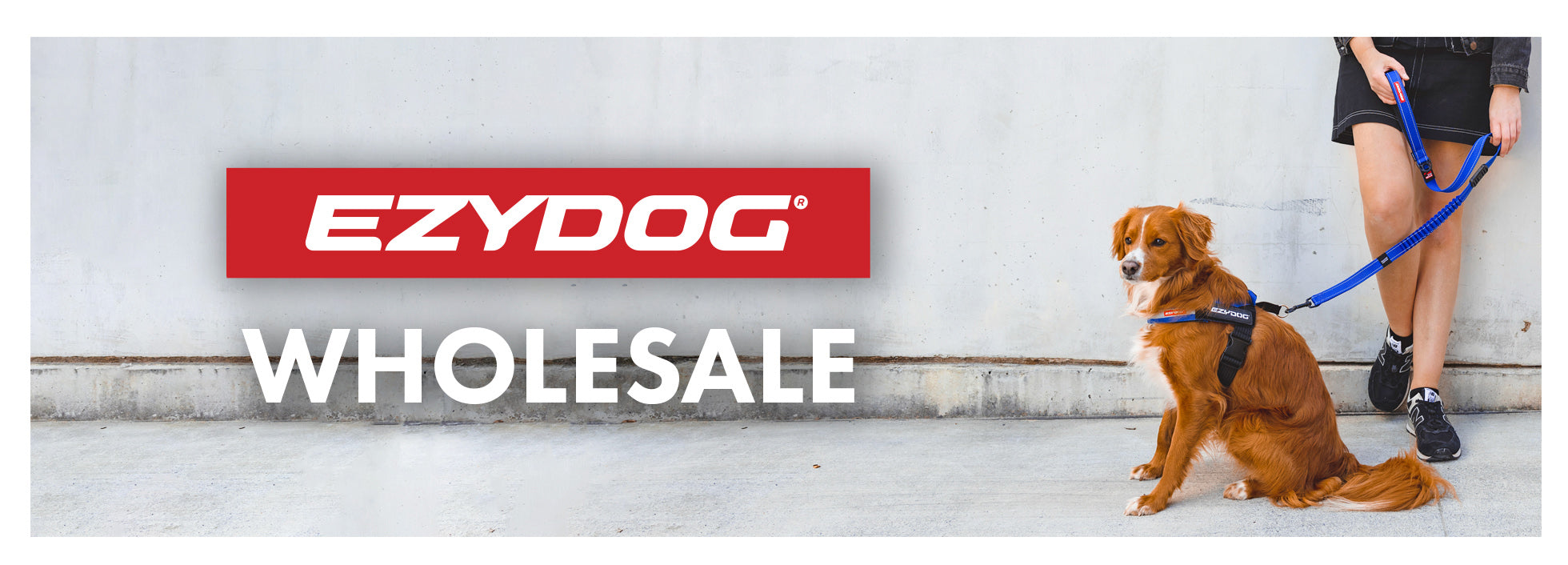 EzyDog logo with a person walking a dog on a leash against a light gray wall.