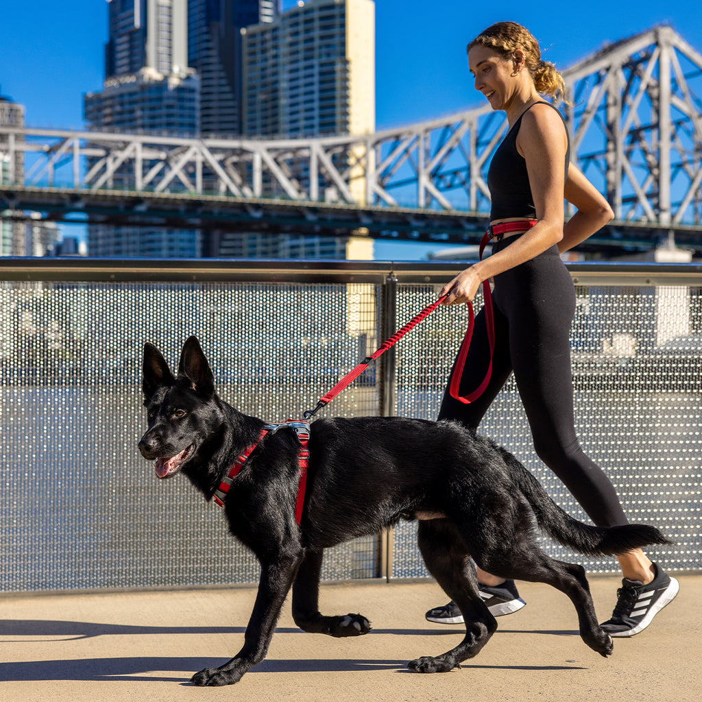 Woman walking a black dog on a leash with a cityscape and bridge in the background
